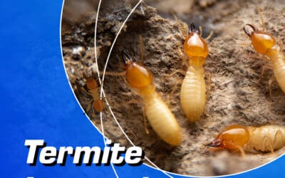 Termite Inspections & Removal – Protect Your Home with Capricorn Pest