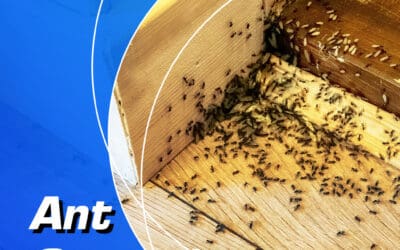 Ant Control – Why You Shouldn’t Ignore an Infestation & How Capricorn Pest Can Help