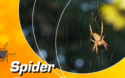Spider Control – Keep Your Home Safe from Spiders with Capricorn Pest Inspections