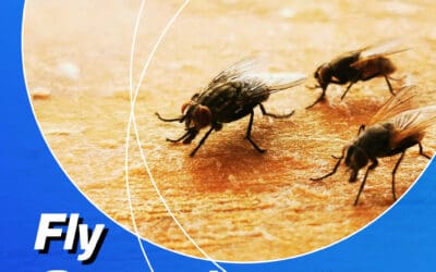 Fly Control – Why Fly Infestations Are a Problem & How Capricorn Pest Inspections Can Help