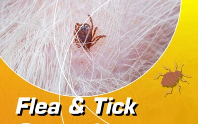 Flea & Tick Control – Protect Your Pets and Home with Capricorn Pest Inspections