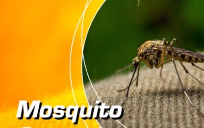 Mosquito Control – Keep Mosquitoes Away from Your Property with Capricorn Pest Inspections