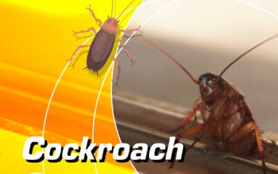Cockroach Control – Why It’s Important & How Capricorn Pest Can Help